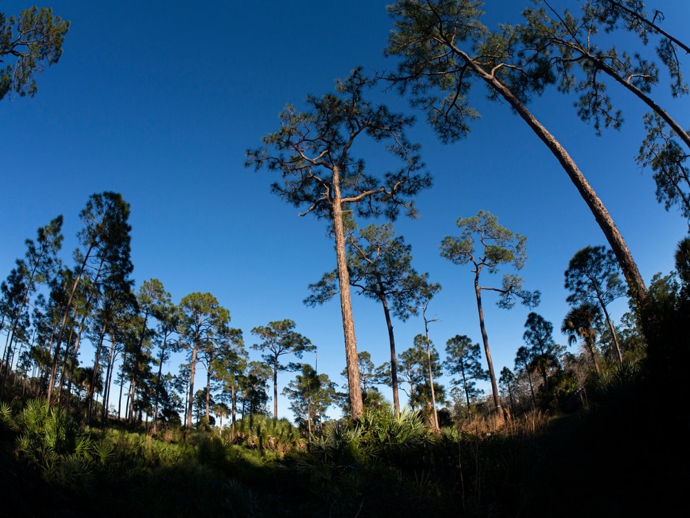 Pitch Pine Tree (Pinus rigida)