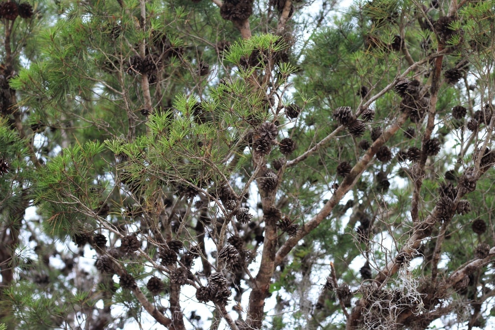 close up image of Sand Pine tree leaves and cones, also known as Florida Spruce Pine. Alabama Pine, and Scrub Pine (Pinus clausa)