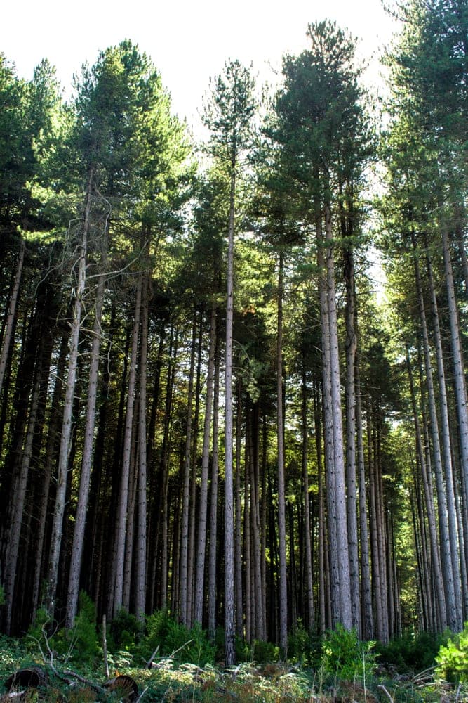 Sugar Pine Tree (Pinus lambertiana)