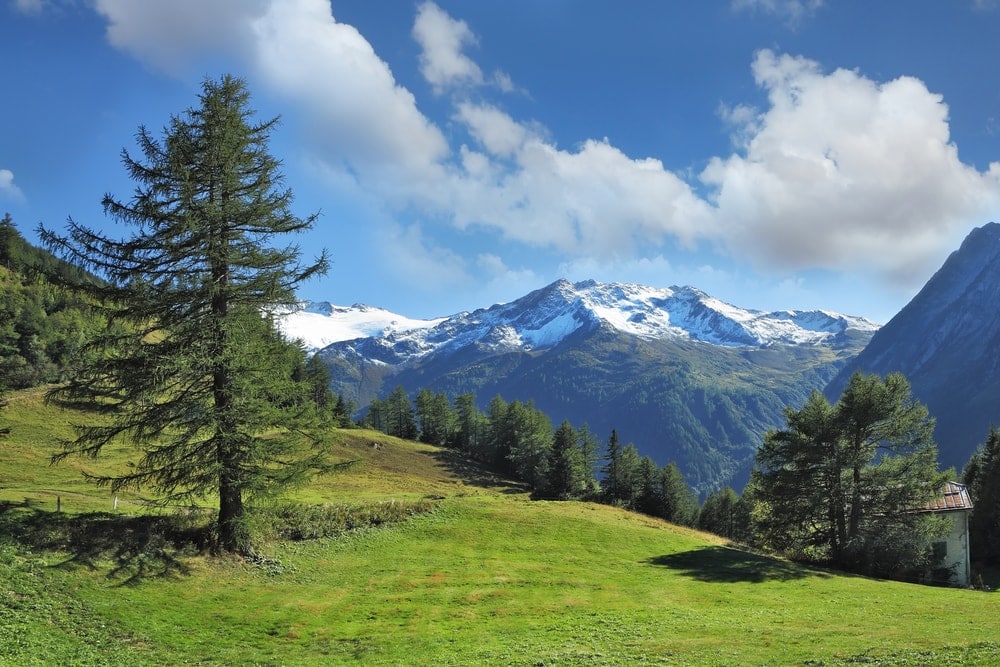 Swiss Pine/Stone Pine/Arolla Pine tree on a mountain (Pinus cembra)