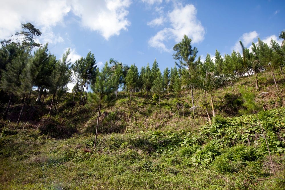 Tropical pine tree (Pinus Tropicalis)