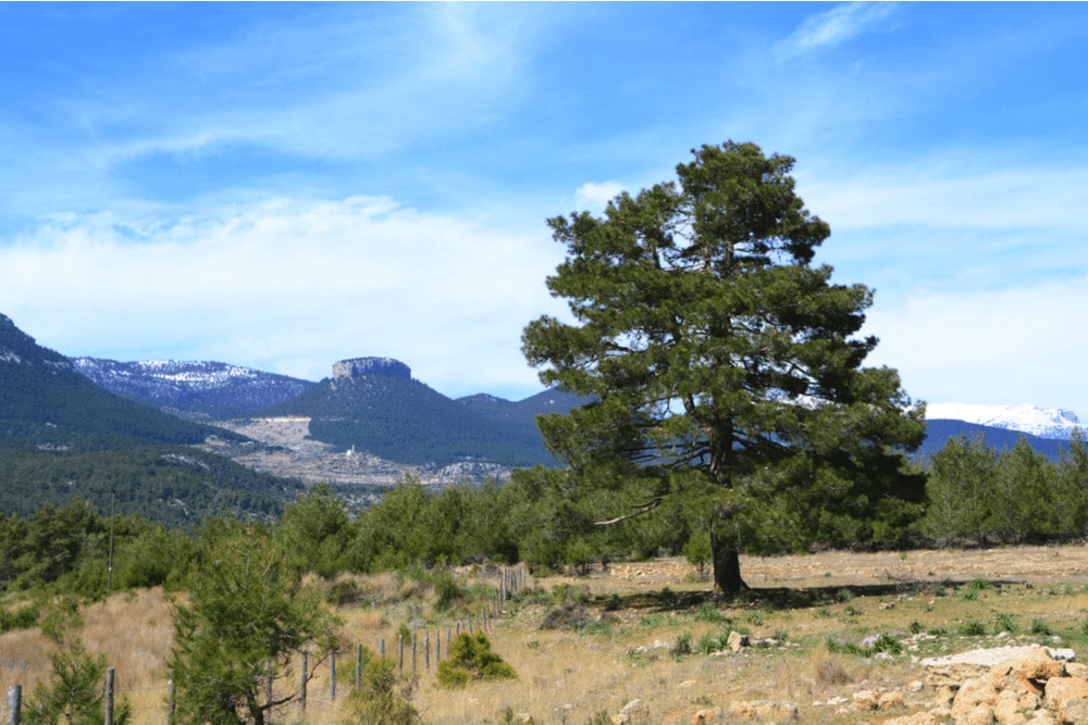 Turkish pine tree (Pinus brutia)