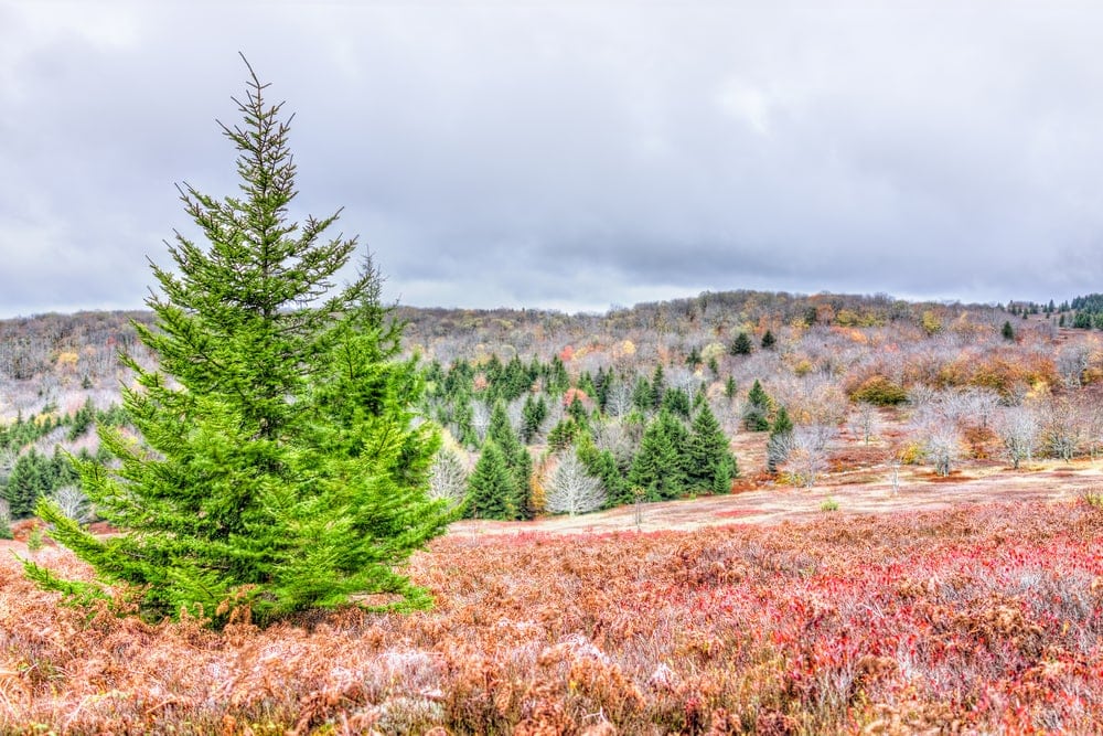 Virginia Pine Tree (Pinus virginiana)