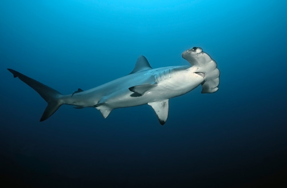 Scalloped hammerhead shark swimming in deep blue sea
