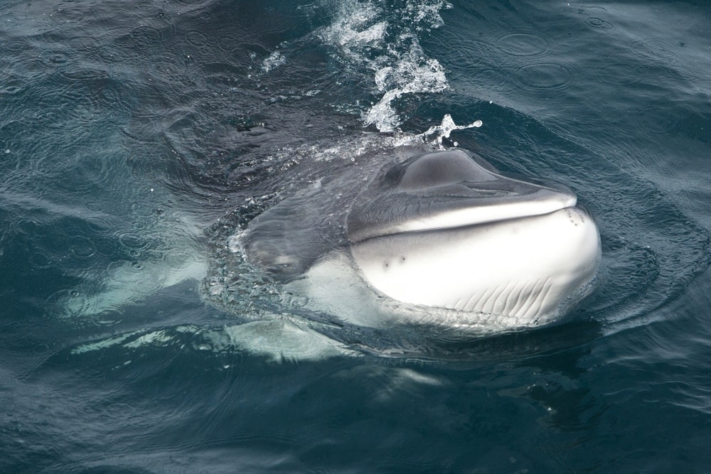 Antarctic Minke Whale, also known as Southern minke