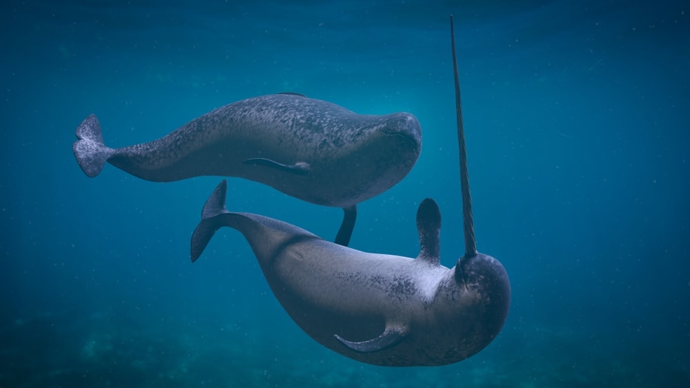 Two narwhals playing underwater