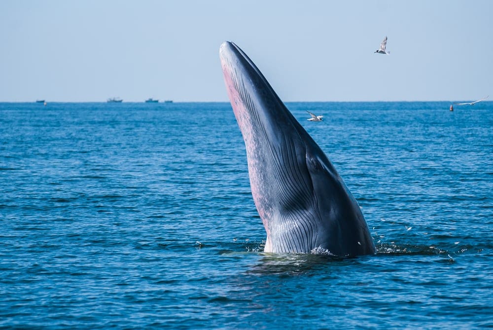Rice whale showing his head on the surface