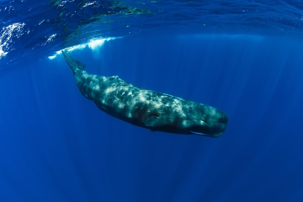 Sperm whale swimming