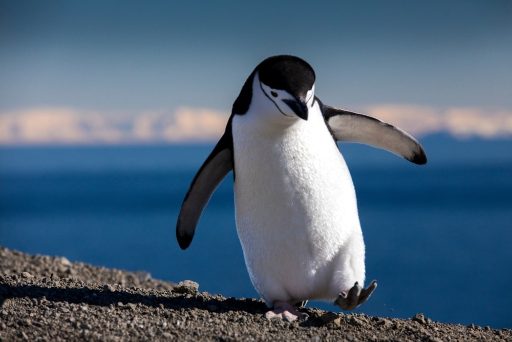 penguin trying to step on sand