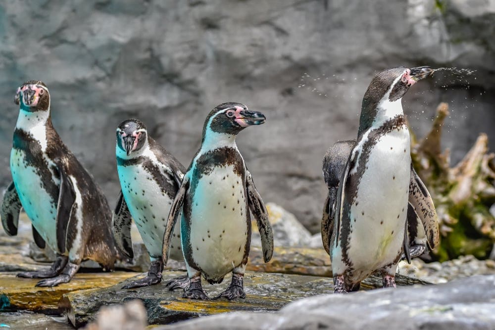 group of Humboldt Penguin on water
