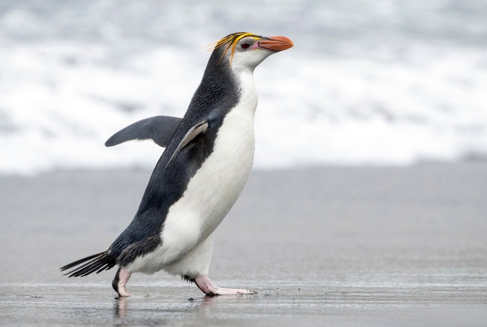 a closeup photo of Royal Penguin walking
