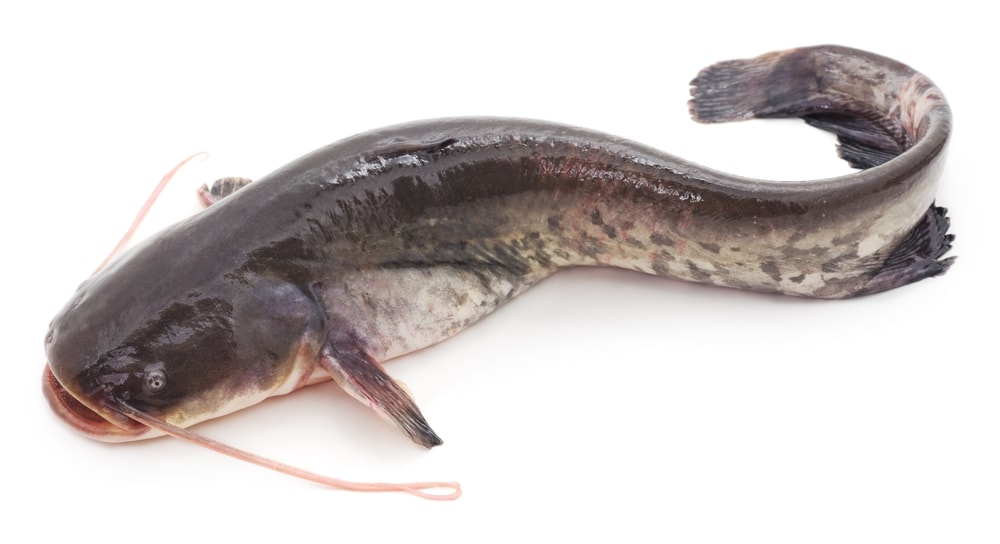 White catfish on white background