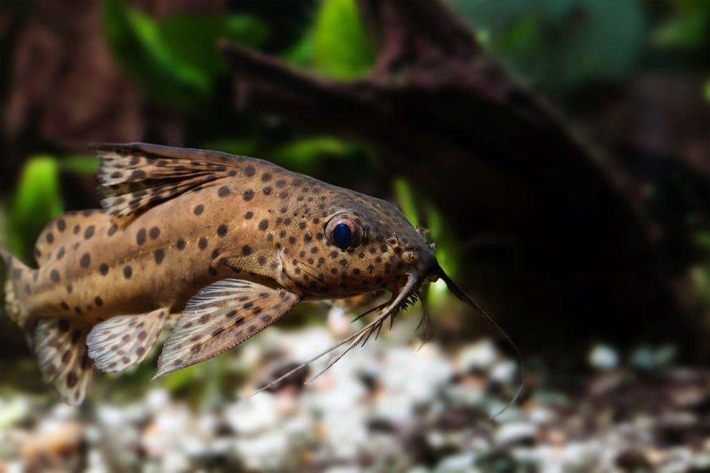 Upside down catfish looking at the camera