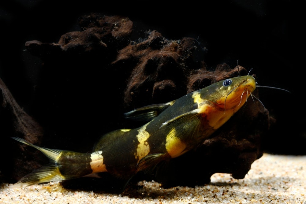 Bumblebee catfish in the dark