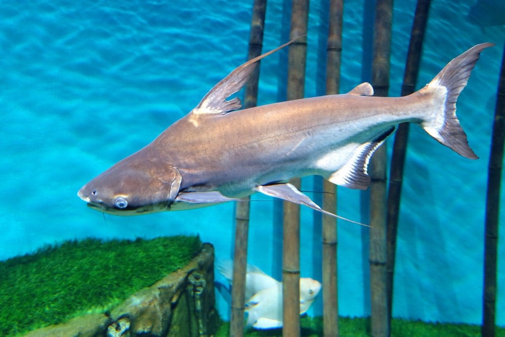 Iridescent Shark in blue aquarium