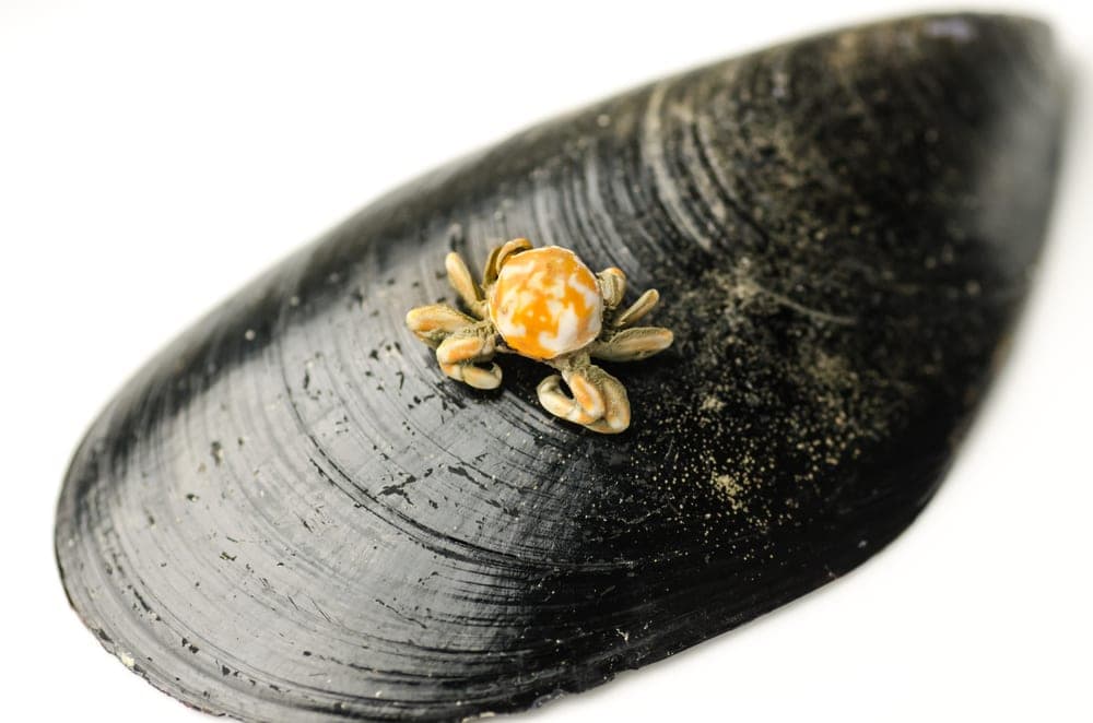 Pea crab on a shell