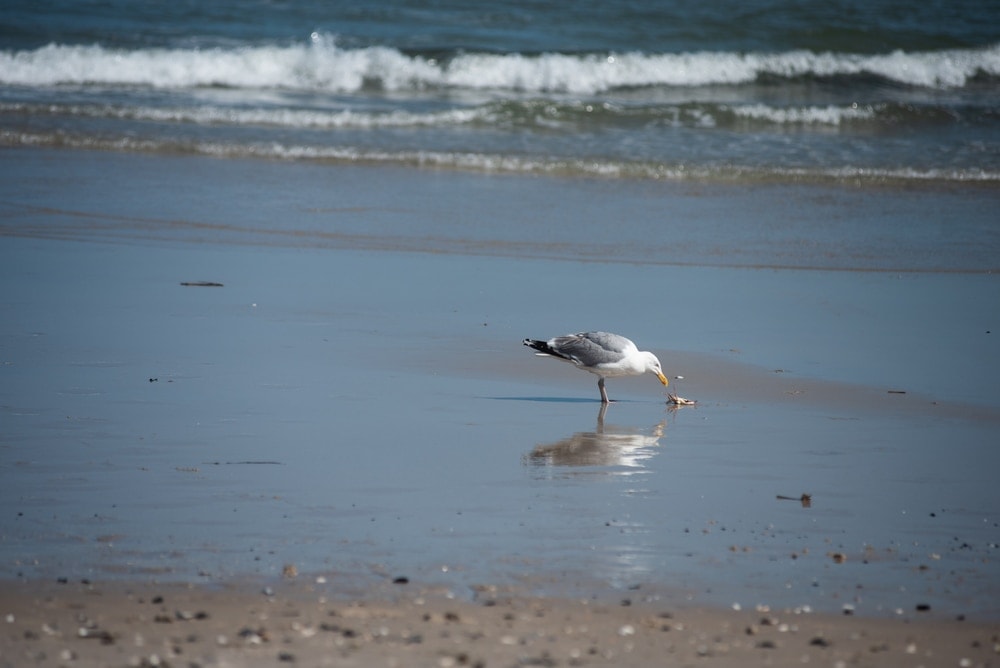 Seagull eating crab on shore