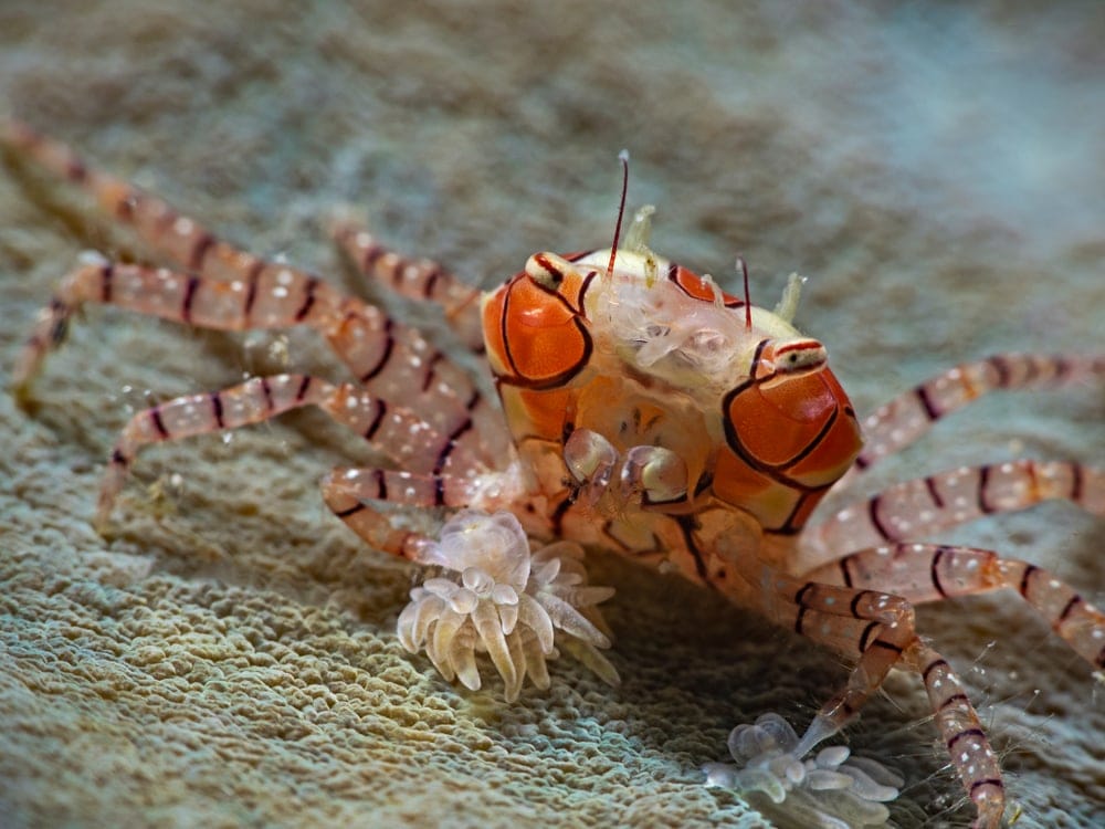 Close-up picture of mosaic crab