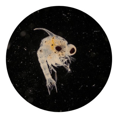 Zoeal stage icon