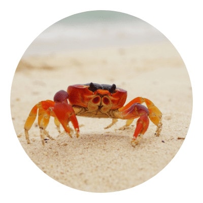 Adult form icon