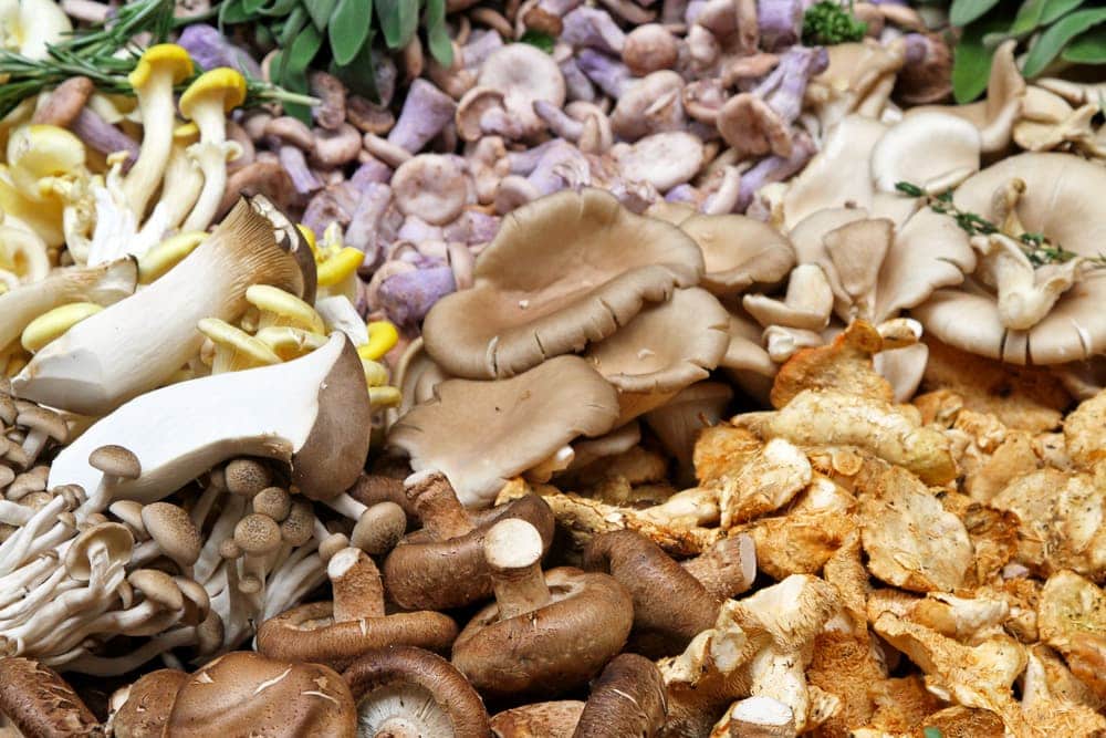 Pile of hatched mushrooms