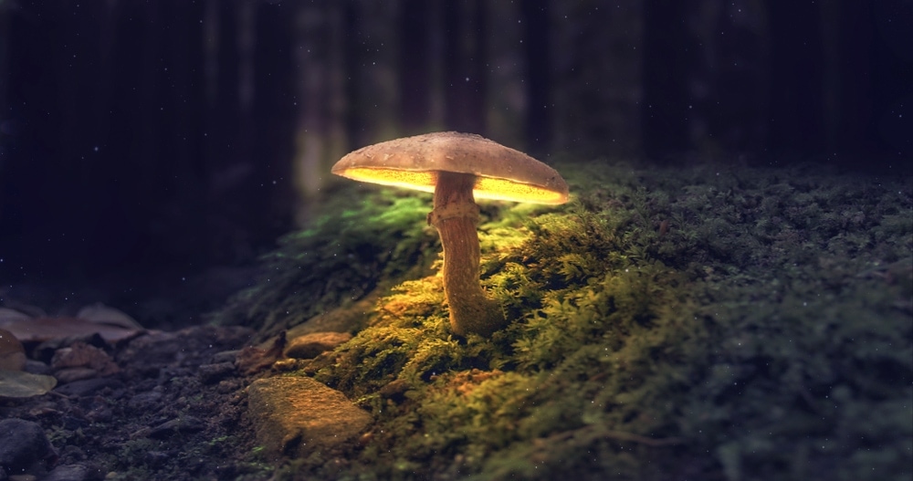 Glowing mushroom in the middle of grass