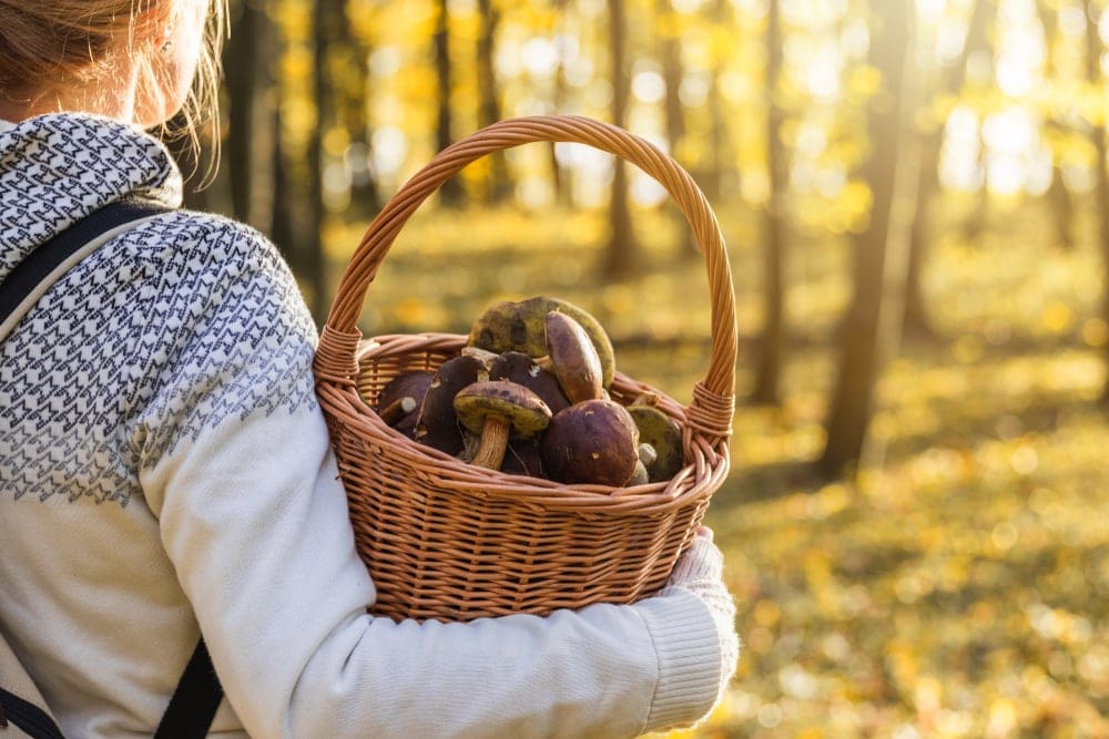 Mushrooms in a basket holding by a girl