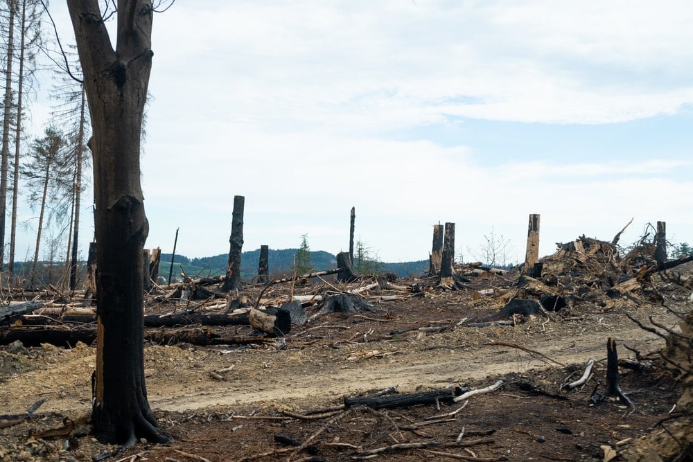 Effects of burning the forest