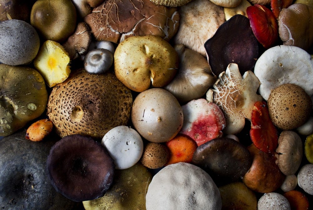 Group of mushrooms pile together