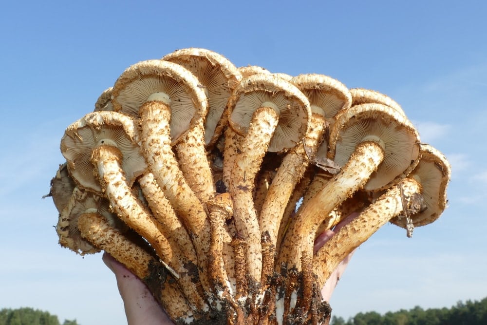 Armillaria ostoyae.
