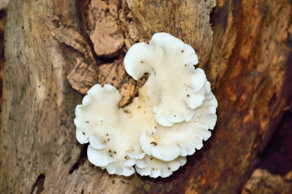 Angel Wing (Pleurocybella porrigens)