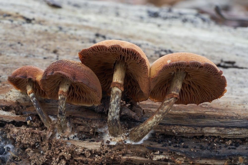Autumn Skullcap (Galerina marginata)
