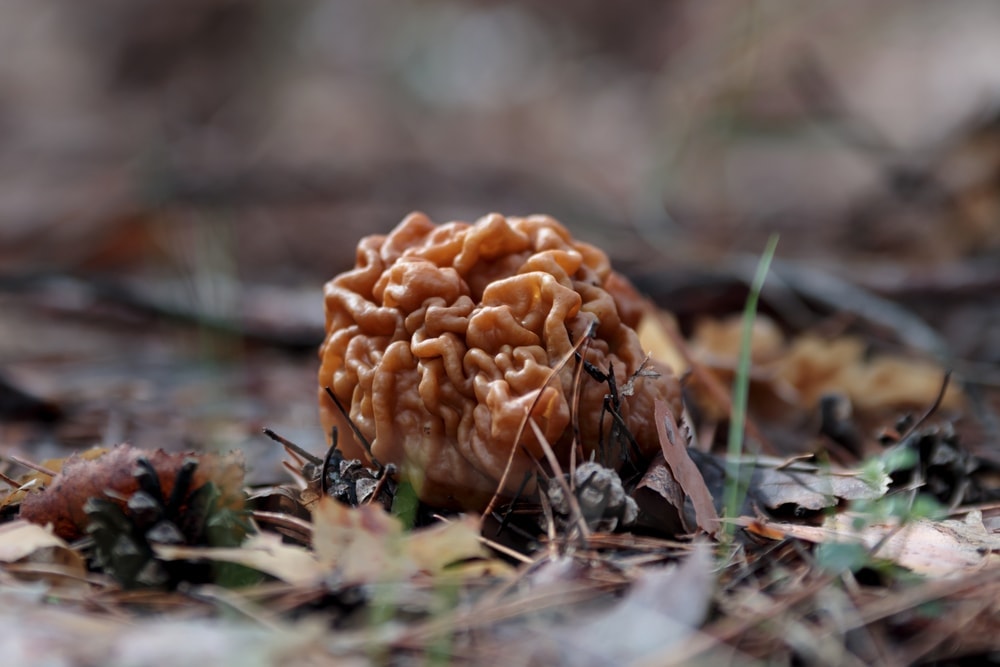 Brain Mushroom (Gyromitra esculenta)
