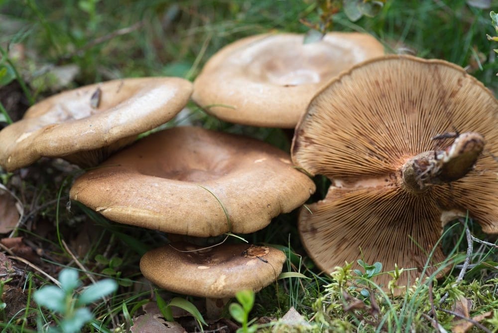 Brown Roll-Rim (Paxillus involuts)