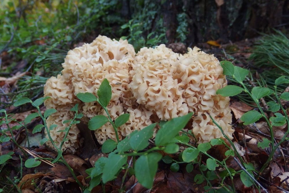Cauliflower Mushroom (Sparassis crispa)