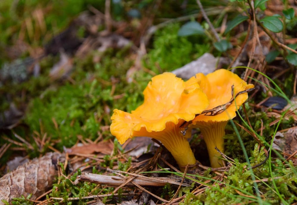 Chanterelle Mushroom (Cantharellus cibarius)