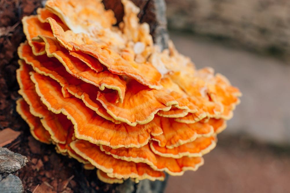 Chicken of the Woods (Laetiporus sulphureus)