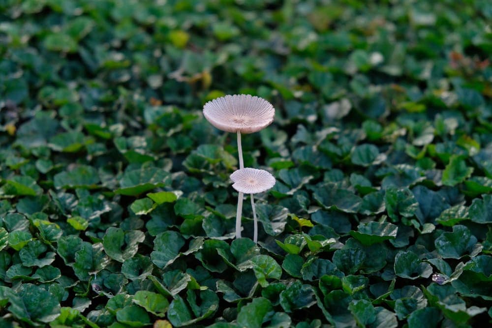 Deadly Conocybe (Conocybe filaris)