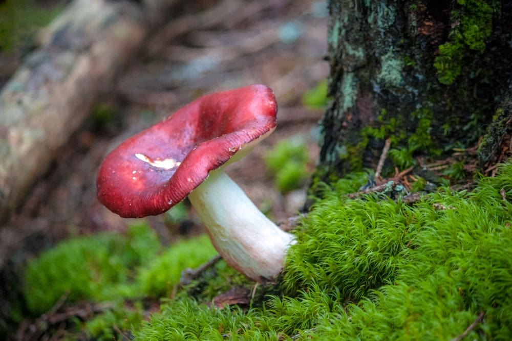 Crab Brittlegill (Russula xerampelina)