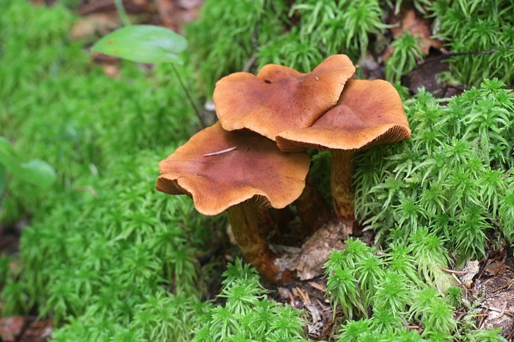 Deadly Webcap (Cortinarius rubellus)