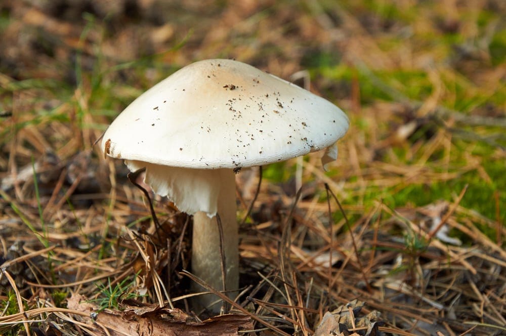 Death Cap (Amanita phalloides)