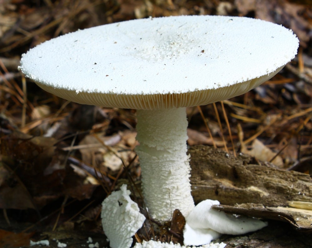 Destroying Angel (Amanita bisporigera)