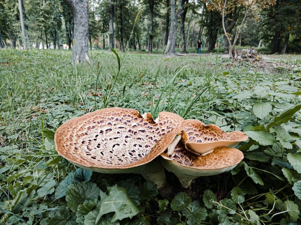 Dryad’s Saddle (Cerioporus squamosus)