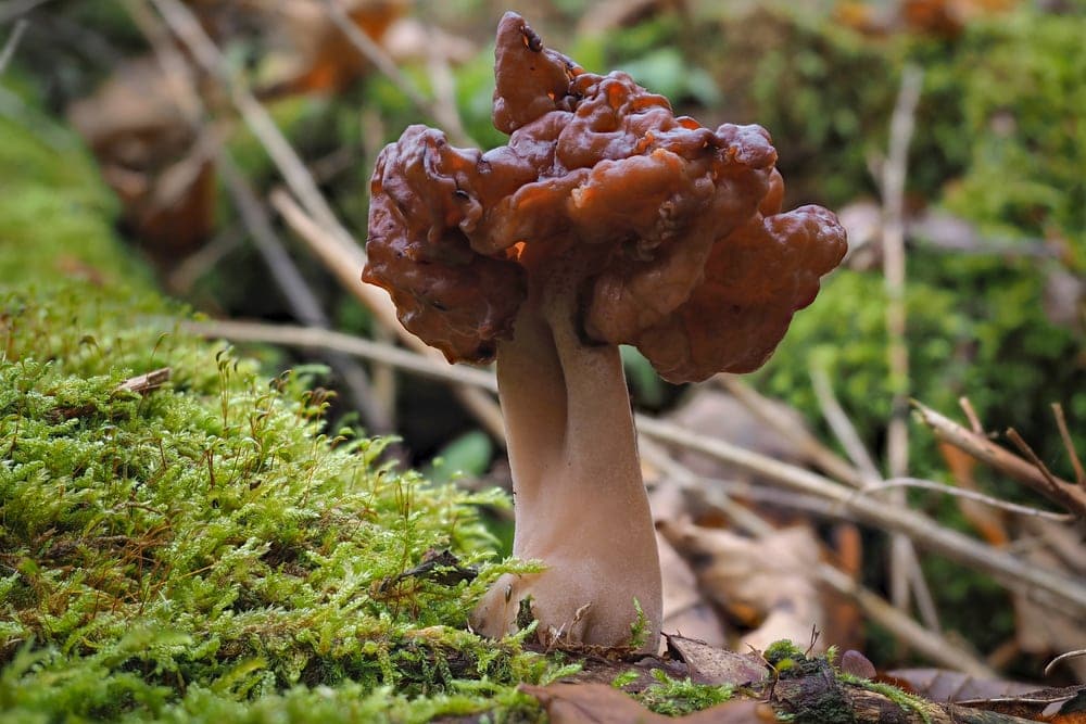 Elfin Saddle (Gyromitra infula)