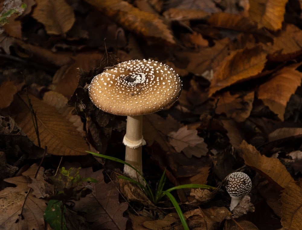 False Champignon (Clitocybe rivulosa)
