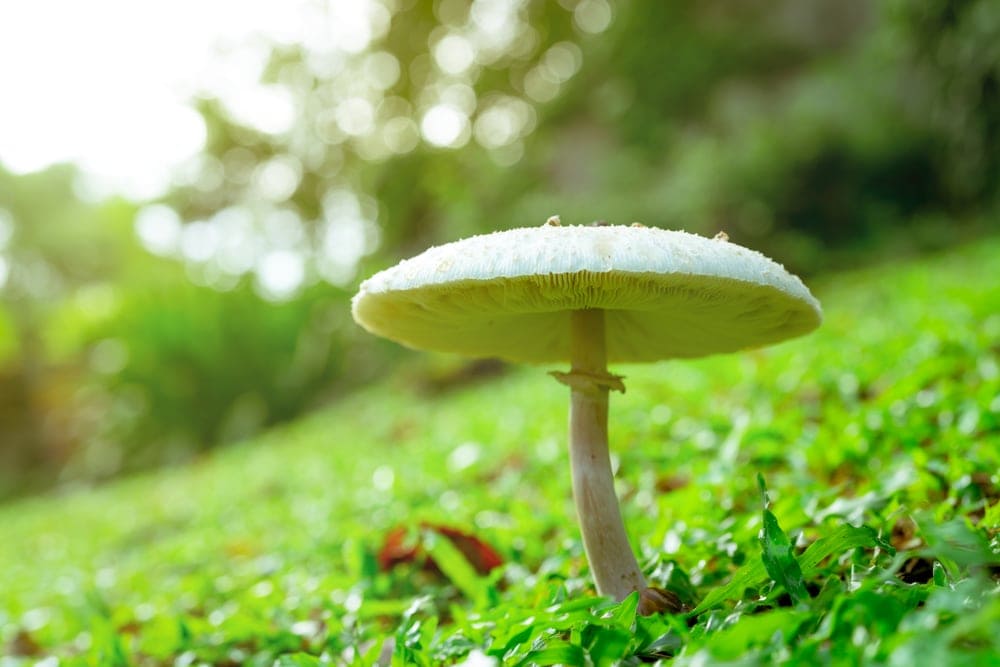 False Parasol (Chlorophyllum molybdites)