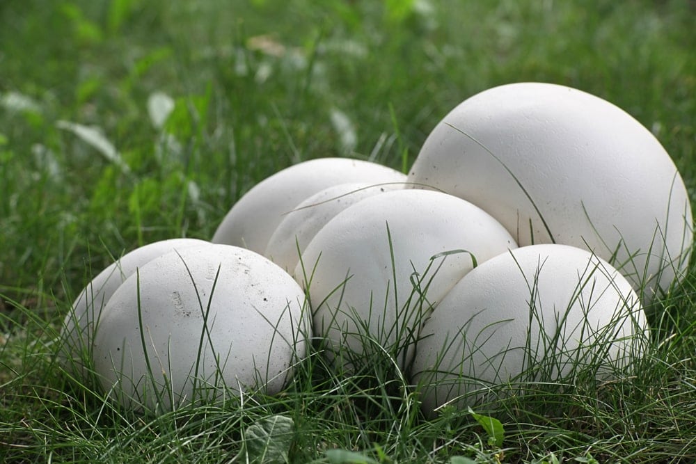 Giant Puffball (Calvatia gigantea)