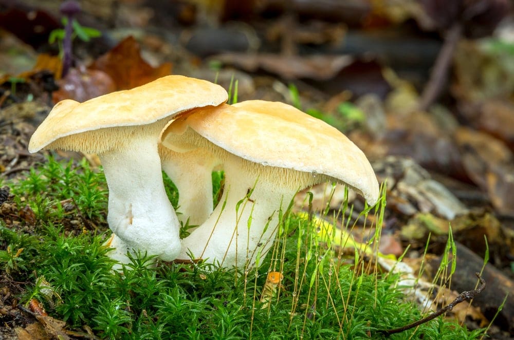 Hedgehog Mushroom (Hydnum repandum)