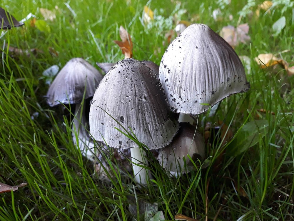 Inky Cap (Coprinopsis atramentaria)