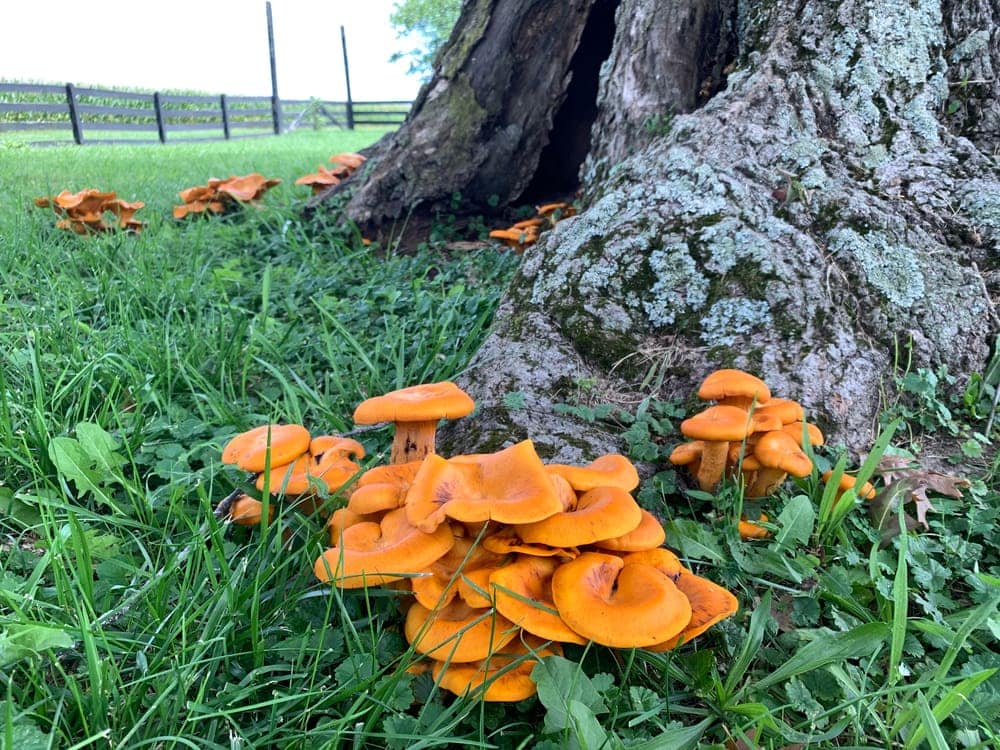 Jack O’Lantern (Omphalotus illudens)